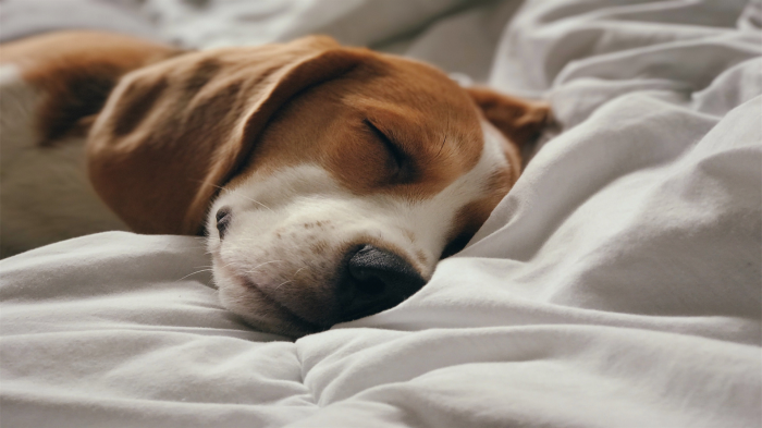 Pet Friendly rate - Hotel «Satelinn Moscow Khovrino»